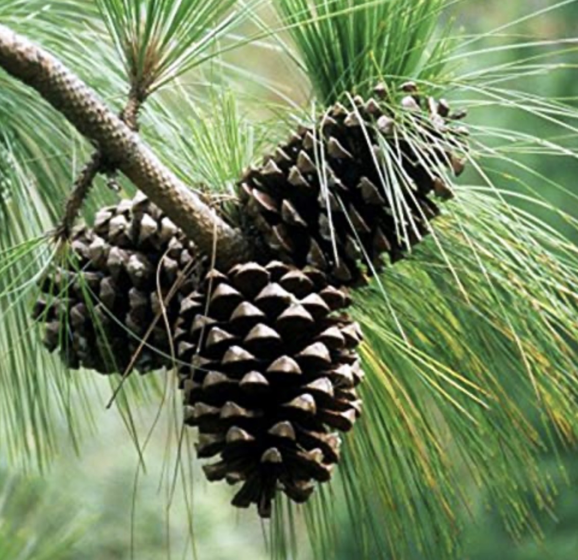Holistic Energy & Rejuvenation Pine Steam Bath